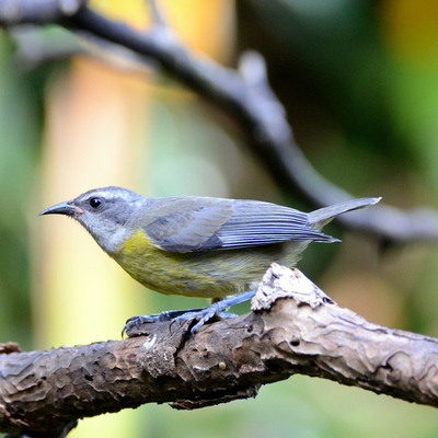 Bananaquit